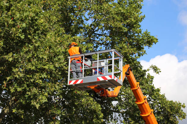  Willard, UT Tree Service Pros